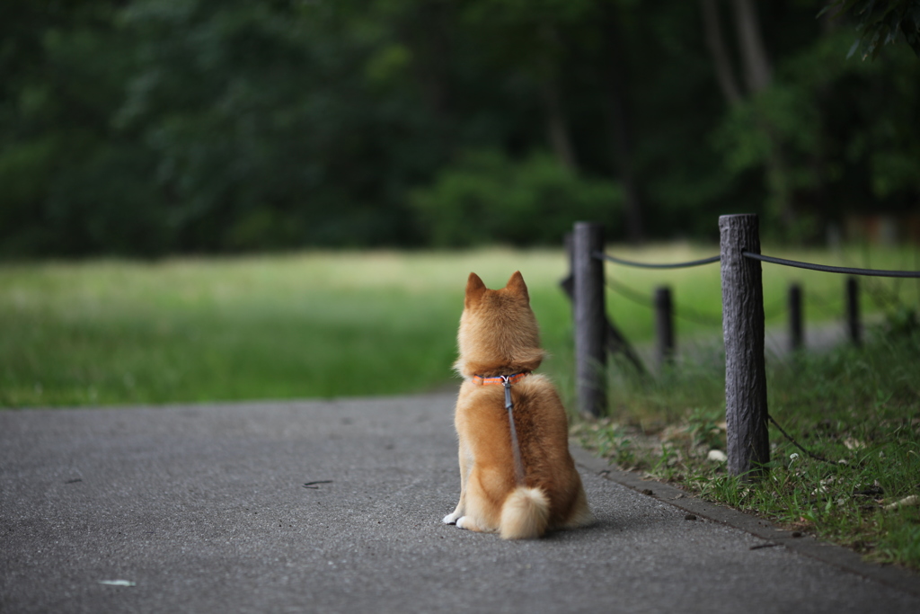 おすわり