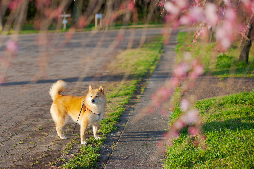 枝垂桜とコロン君　②