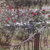 ローズガーデン　薔薇と鉄柵