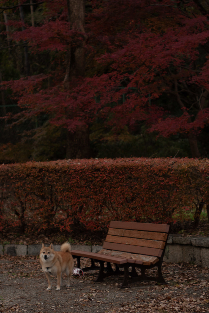 紅葉とベンチと愛犬コロン君　オールドレンズ