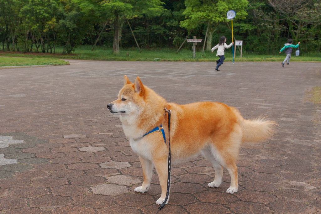 たもと虫かごとコロン君