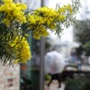 ミモザ