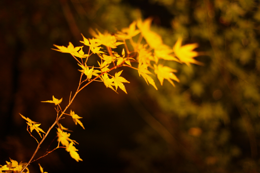 東山植物園　紅葉ライトアップその②