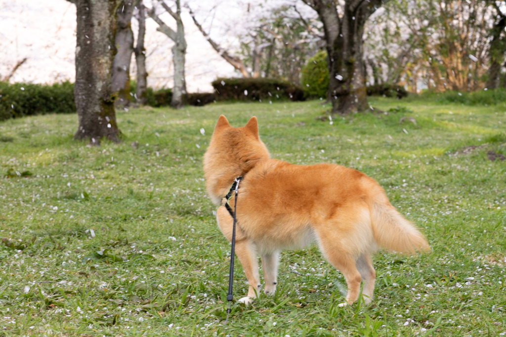 桜散る・・・