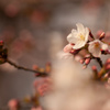 桜　二分咲