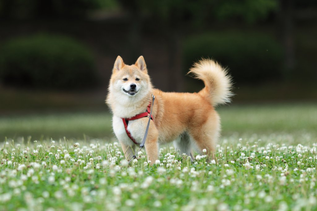 シロツメクサとワンちゃん