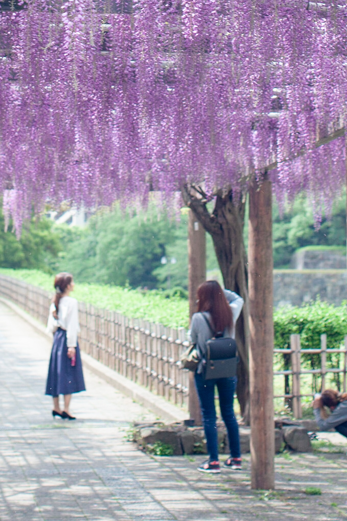 藤　名城公園
