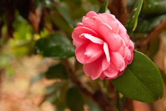 椿園　東山動植物園　植物園エリア