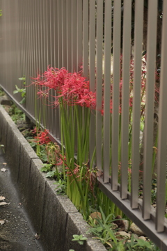 柵と彼岸花