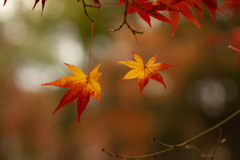 紅葉　がまん比べ　どっちもがんばれ～！②