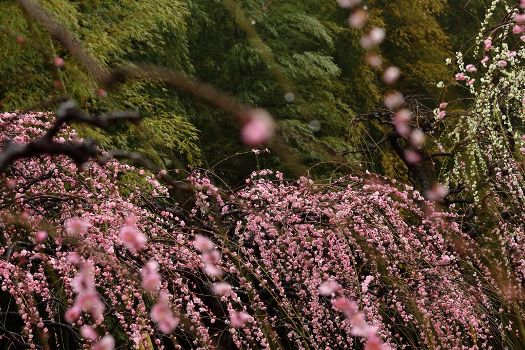 しだれ梅と竹林