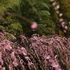 しだれ梅と竹林