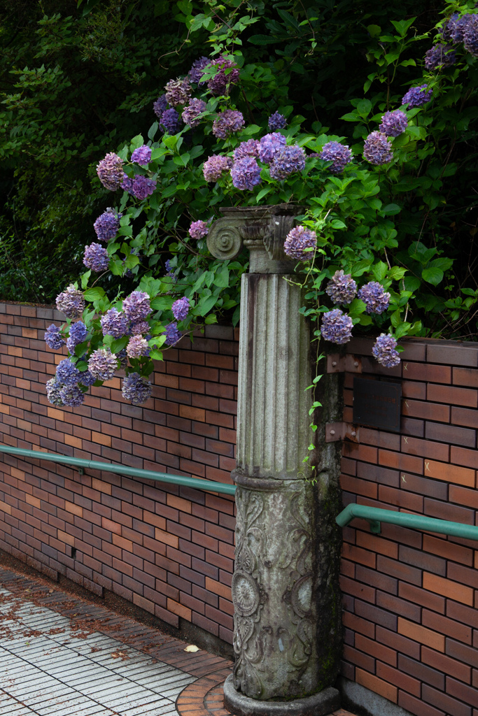あじさい　75　明治村