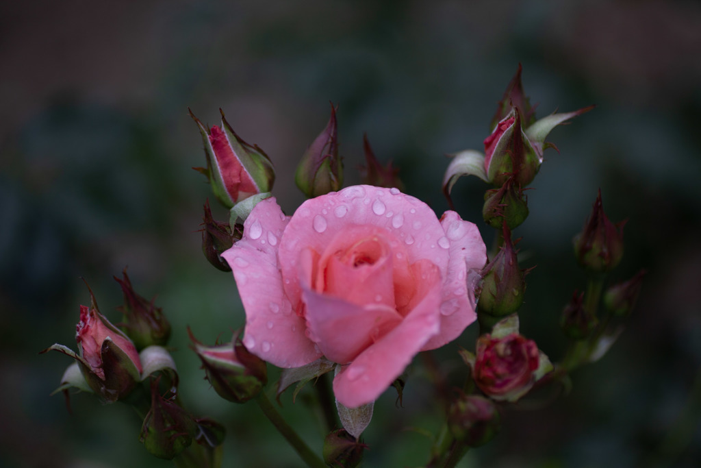 薔薇　プリンセスアイコ