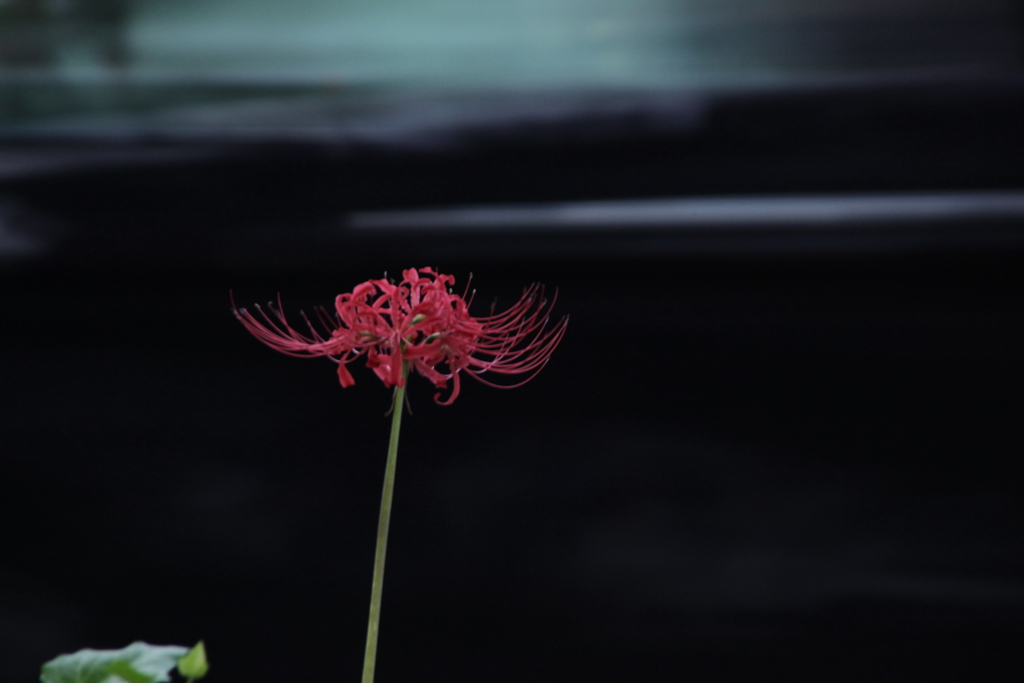 彼岸花　in black