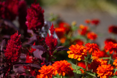 レッド＆オレンジ　ビビット過ぎ