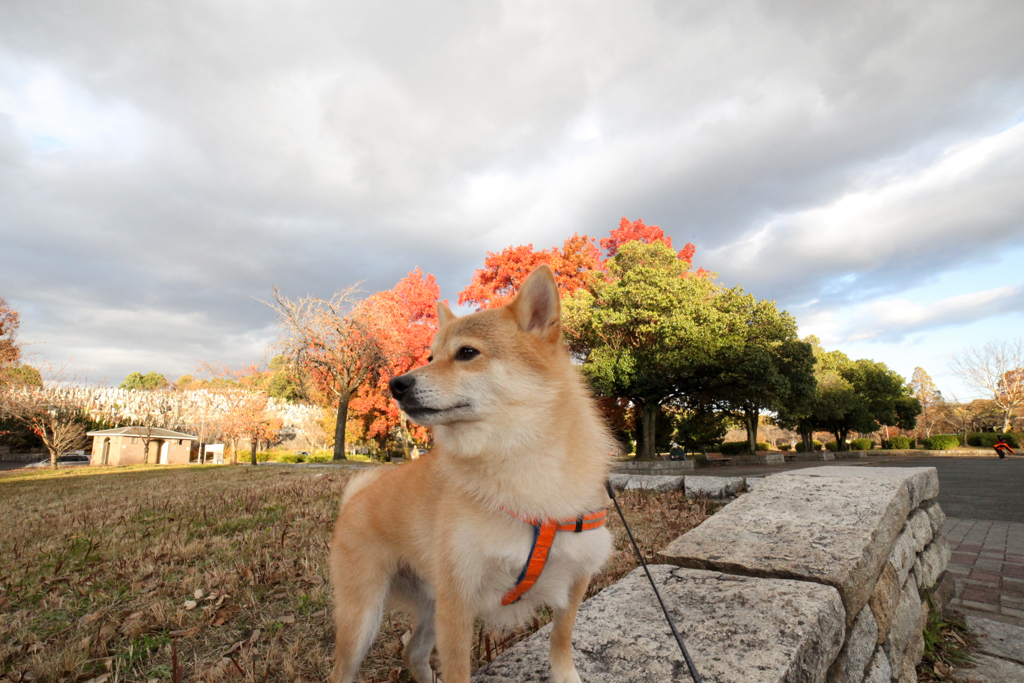 平和公園の紅葉　広角レンズデビュー（笑）