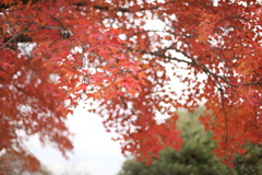 紅葉終盤 曇り空