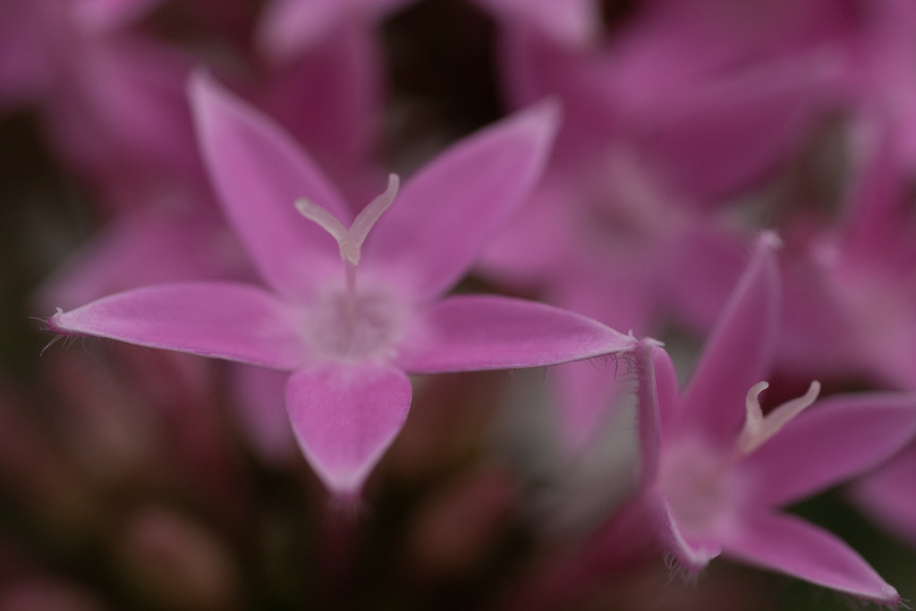 ピンク　植物園