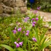 道端のお花　紫蘭