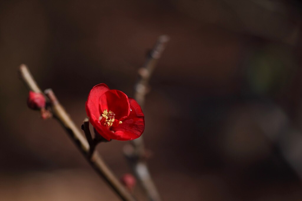 木瓜　