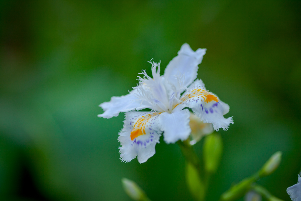 道端のお花　⑥