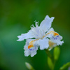 道端のお花　⑥