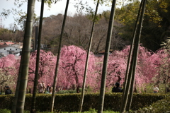 梅　連日の農業センター　その④　竹梅