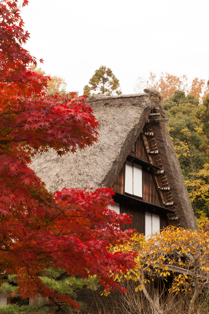 紅葉と合掌造り
