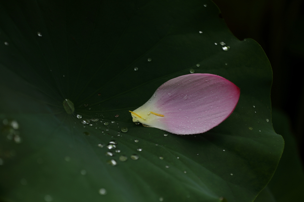 花びらの悲哀