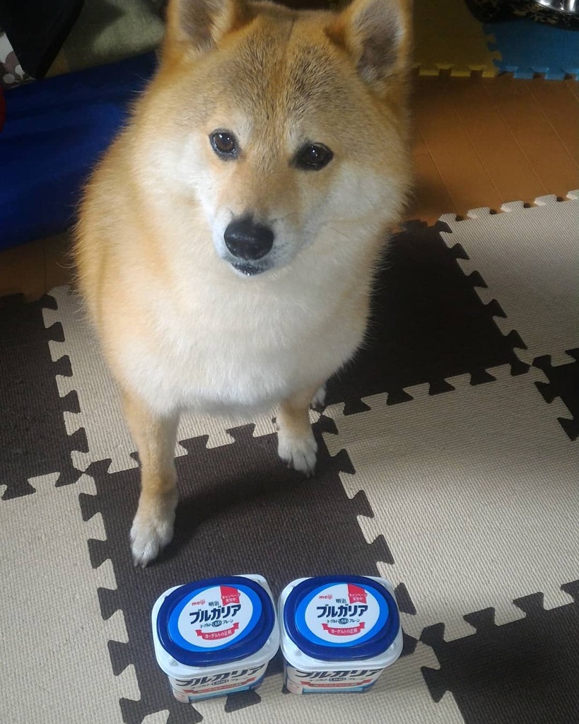 ヨーグルトたくさん買ってね　生産者さん頑張ってー