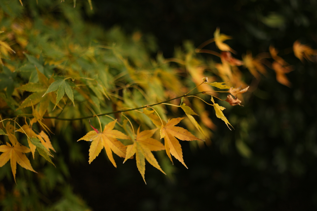 紅葉　EOS M　久しぶり