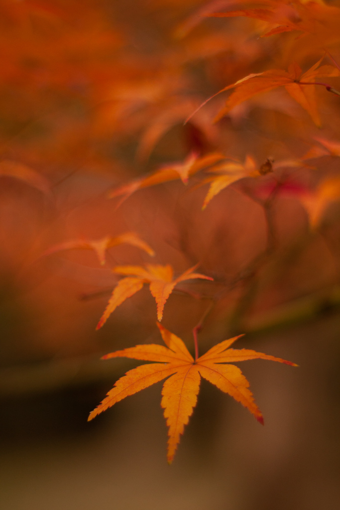 紅葉　オールドレンズ②