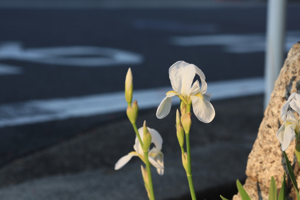 道端の白い花