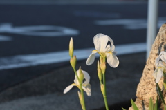 道端の白い花
