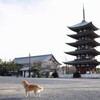 コロン君 in 覚王山日泰寺（かくおうざん　にったいじ）