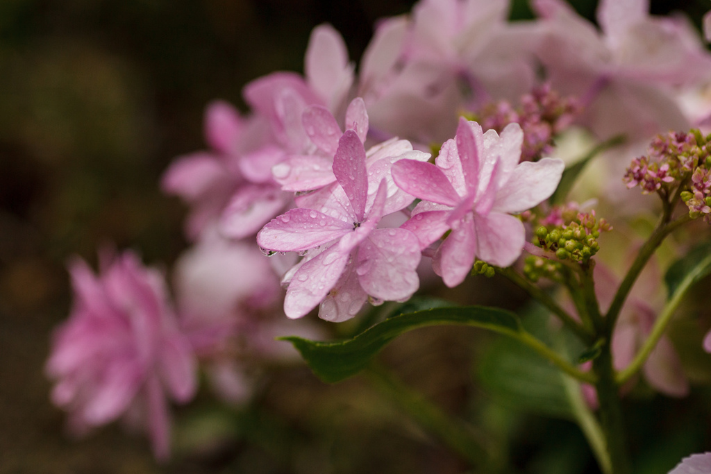 紫陽花　⑨