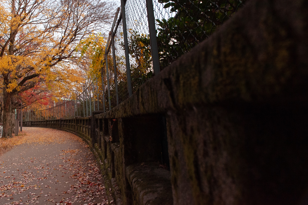 紅葉　東山動物園側道