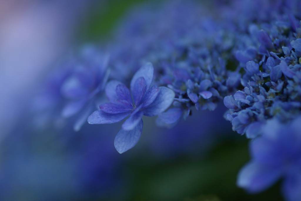 紫陽花　㉞