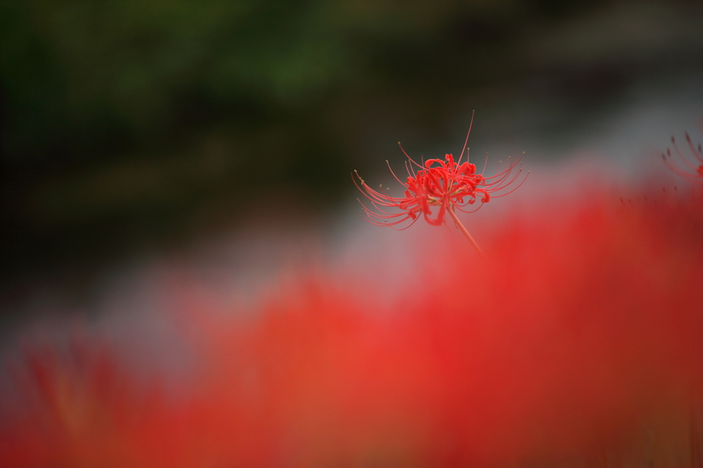 彼岸花