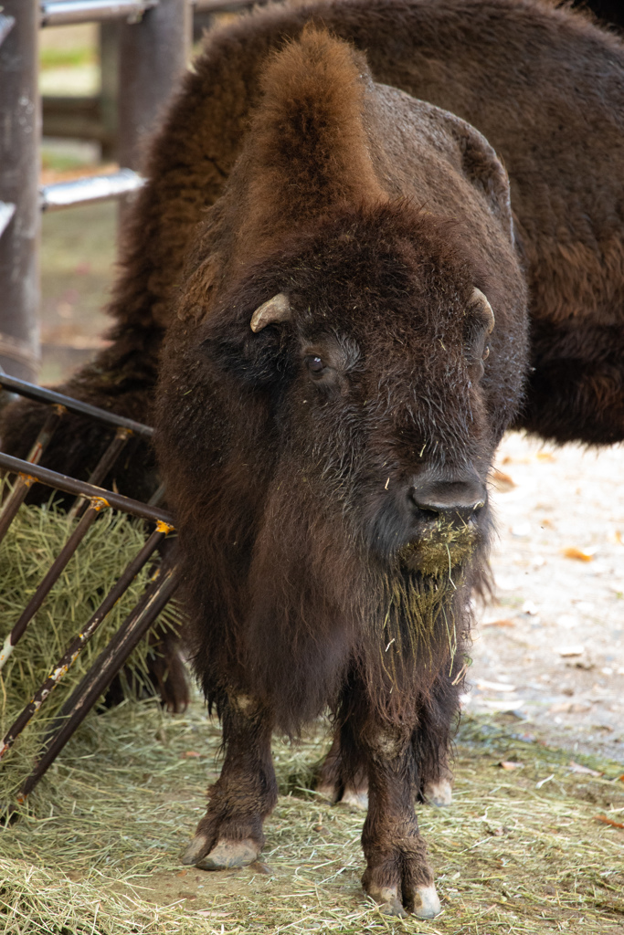 バイソンさん食事中　目指せ動物園カメラマン