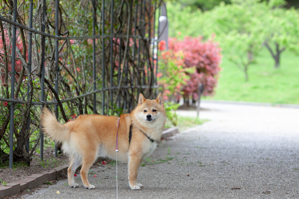 コロン君　佐布里池公園