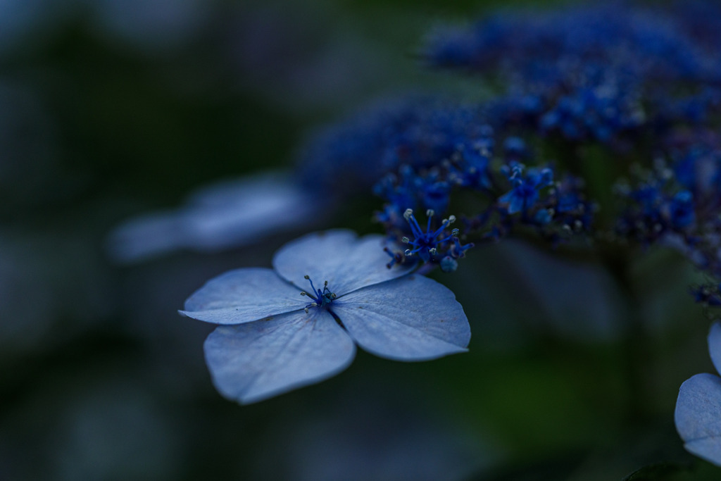 紫陽花　㉗