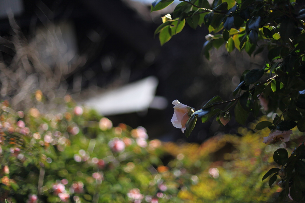 椿　EF50mmF1.4　ぐるぐるしないなあ