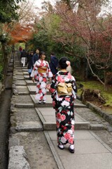 京都スナップ　寧々のご近所