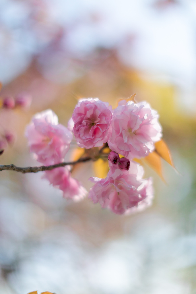 八重桜　②