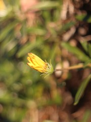 黄色いつぼみ　その②