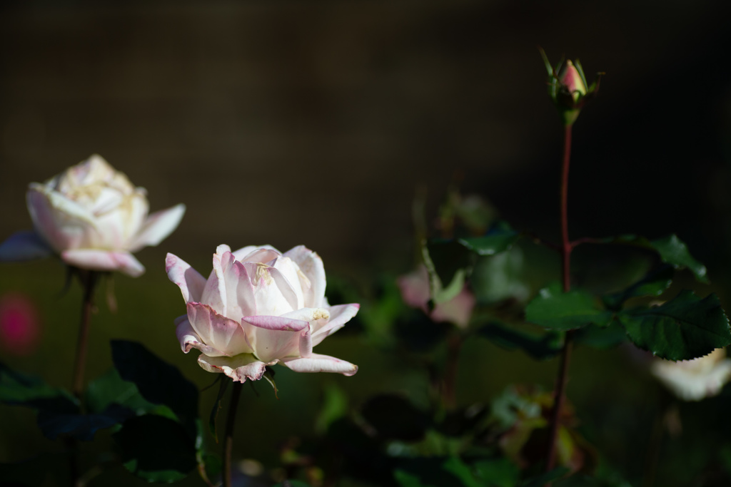 薔薇　プリンセス・アイコ　白も撮りますシリーズ