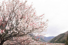 花桃の流れ