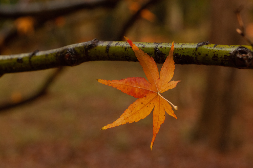 紅葉　はりつく落葉⑦